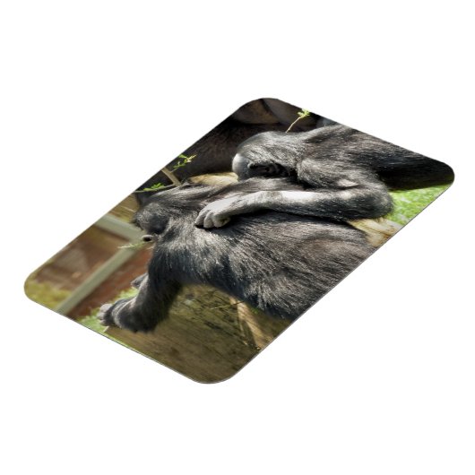 MAGNET FLEXIBLE CHIMPANZÉS (Côté Gauche)