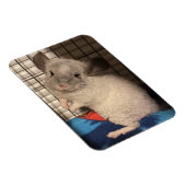 Magnet Flexible chinchilla (Côté Droit)