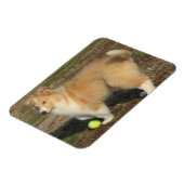 Magnet Flexible Chiot à collie rugueux avec aimant à bille (Côté Gauche)