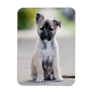 Magnet Flexible Chiot allemand sur le sentier de randonnée