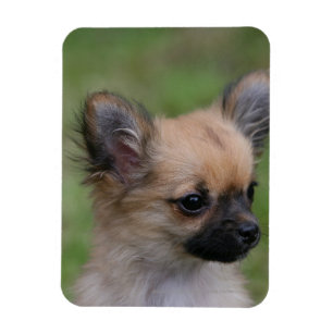 Magnet Flexible Chiot aux cheveux longs de chiwawa regardant