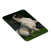 Magnet Flexible Chiot Carlin inconnu (Côté Droit)