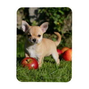 Magnet Flexible Chiot de chiwawa avec des pommes