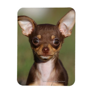 Magnet Flexible Chiot de chiwawa regardant l'appareil-photo