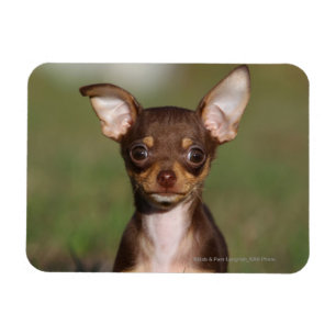 Magnet Flexible Chiot de chiwawa regardant l'appareil-photo