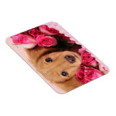 Magnet Flexible Chiot de Dachshund Entouré de Roses (Côté Droit)