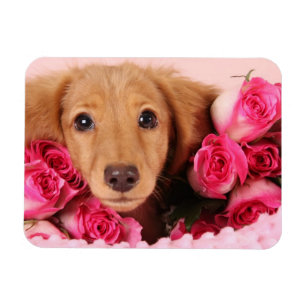 Magnet Flexible Chiot de Dachshund Entouré de Roses