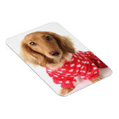 Magnet Flexible Chiot de Dachshund portant l'tenue de Saint Valent (Côté Droit)