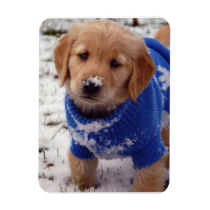 Magnet Flexible Chiot de golden retriever