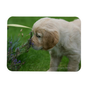 Magnet Flexible Chiot de golden retriever