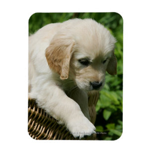 Magnet Flexible Chiot de golden retriever dans le panier
