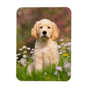 Magnet Flexible Chiot de golden retriever un Goldie mignon