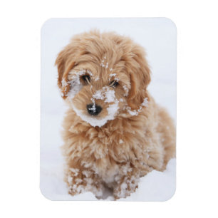 Magnet Flexible Chiot De Goldendoodle Avec La Neige À La Face