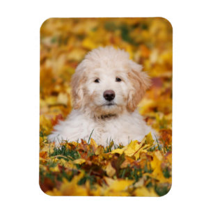 Magnet Flexible Chiot De Goldendoodle En Feuilles D'Automne