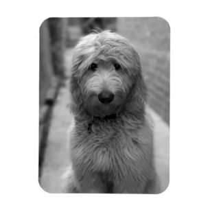 Magnet Flexible Chiot De Goldendoodle En Jardin