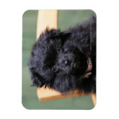 Magnet Flexible Chiot de Poméranie Noire (Vertical)