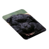 Magnet Flexible Chiot de Poméranie Noire (Côté Droit)