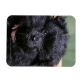 Magnet Flexible Chiot de Poméranie Noire (Horizontal)