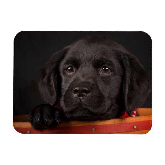 Magnet Flexible Chiot de récupération du labrador noir dans un pan (Horizontal)