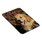 Magnet Flexible Chiot de rétracteur d'or (Côté Droit)