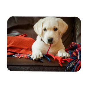 Magnet Flexible Chiot des images de Getty sur un sofa