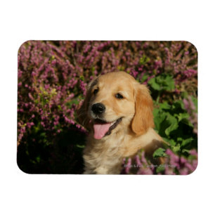 Magnet Flexible Chiot d'or de Retreiver