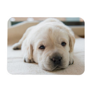 Magnet Flexible Chiot doré du Labrador