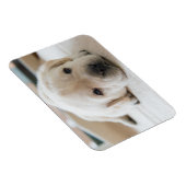 Magnet Flexible Chiot doré du Labrador doré (Côté Droit)