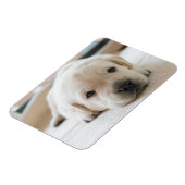 Magnet Flexible Chiot doré du Labrador doré (Côté Gauche)