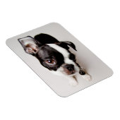 Magnet Flexible Chiot Edison Boston Terrier. (Côté Droit)