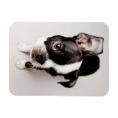 Magnet Flexible Chiot Edison Boston Terrier. (Horizontal)