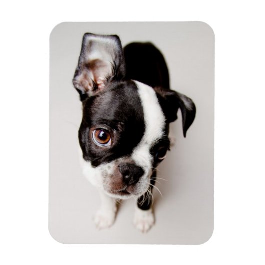 Magnet Flexible Chiot Edison Boston Terrier. (Vertical)