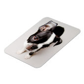 Magnet Flexible Chiot Edison Boston Terrier. (Côté Gauche)