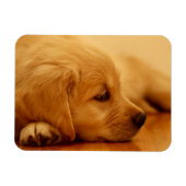 Magnet Flexible Chiot Golden Retriever (Horizontal)