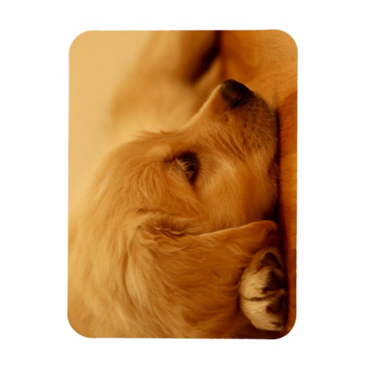 Magnet Flexible Chiot Golden Retriever (Vertical)