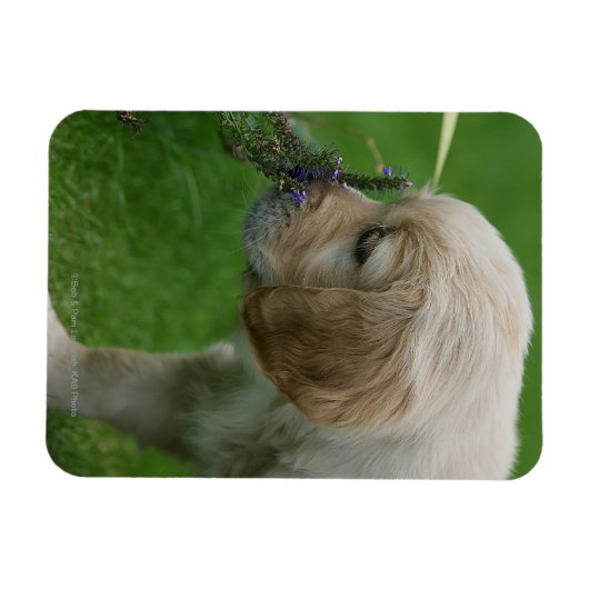 Magnet Flexible Chiot Golden Retriever (Horizontal)
