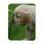 Magnet Flexible Chiot Golden Retriever (Vertical)