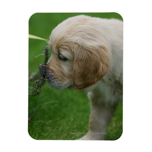 Magnet Flexible Chiot Golden Retriever (Vertical)