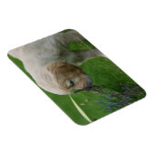 Magnet Flexible Chiot Golden Retriever (Côté Droit)