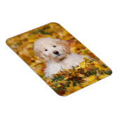Magnet Flexible Chiot Goldendoodle En Feuilles Automnes (Côté Droit)