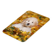Magnet Flexible Chiot Goldendoodle En Feuilles Automnes (Côté Gauche)
