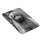 Magnet Flexible Chiot Goldendoodle en Jardin (Côté Droit)