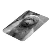 Magnet Flexible Chiot Goldendoodle en Jardin (Côté Gauche)