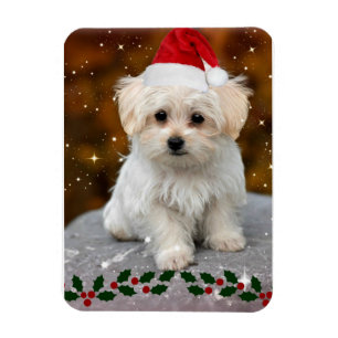 Magnet Flexible Chiot maltais à Noël