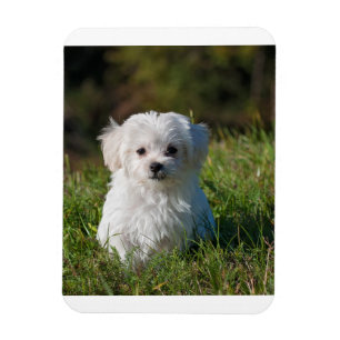 Magnet Flexible chiot maltais dans l'herbe