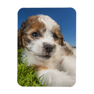 Magnet Flexible Chiot mignon (Shitzu)