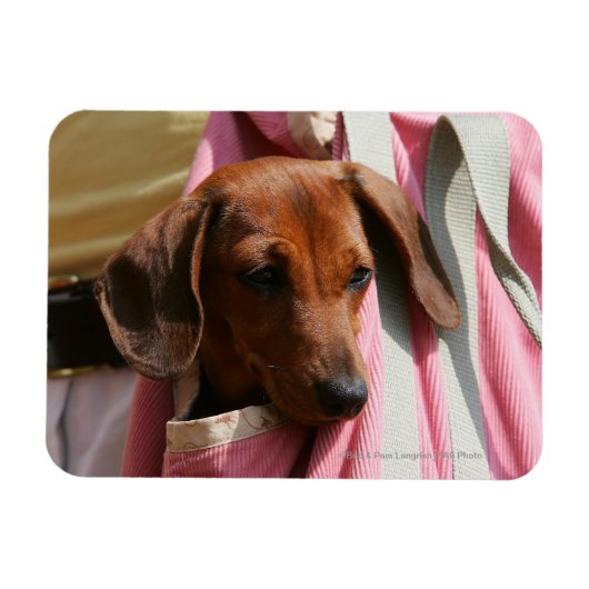 Magnet Flexible Chiot miniature à poil lisse (Horizontal)
