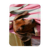 Magnet Flexible Chiot miniature à poil lisse (Vertical)