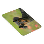 Magnet Flexible Chiot miniature à poil lisse en regard (Côté Droit)