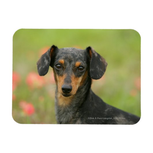 Magnet Flexible Chiot miniature à poil lisse en regard (Horizontal)